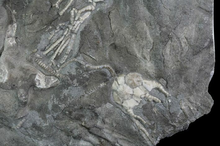 Pair of Ordovician Crinoids - Bobcaygeon Formation - Ontario #95202